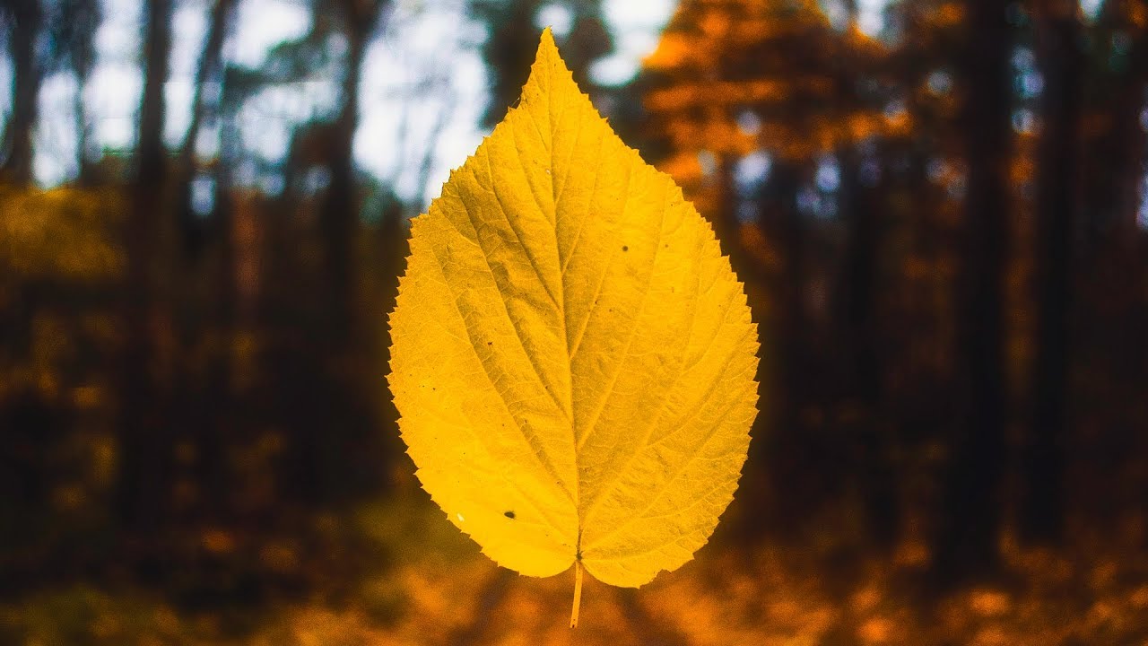 ⁣Shingo Nakamura - Always (Alex Pich Remix) [Silk Music]