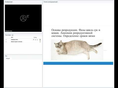 Основы репродукции. Фазы цикла сук и кошек. Анатомия репродуктивной системы.Определение сроков вязки