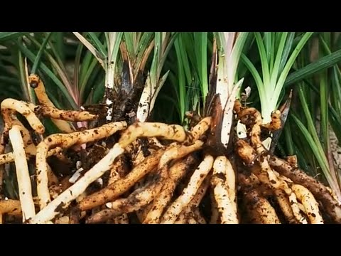 不论春夏秋冬，只要把握好技巧，避开1点，照样能给兰花换盆分株