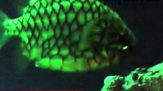 Weird & Wonderful - Pinecone Fish