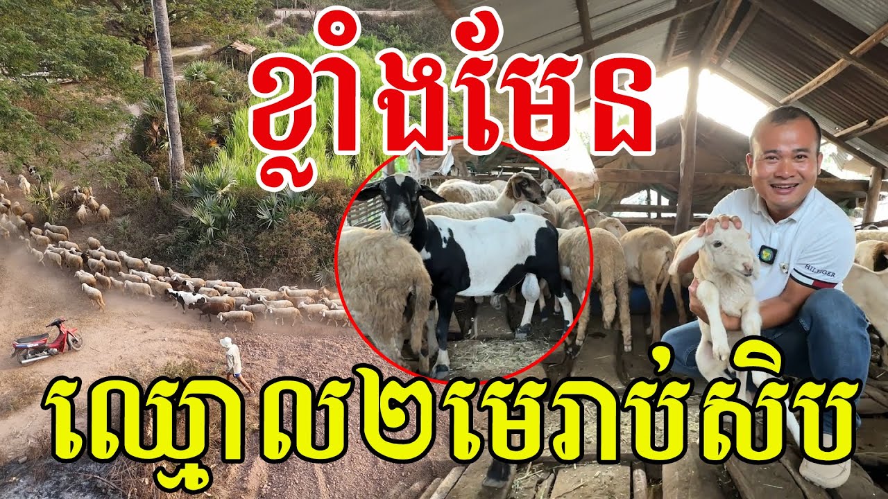 ខ្លាំងមែន​ ឈ្មោល២ មេរាប់សិបក្បាលរត់រួច​ សរសេីរអ៊ំពូកែចិញ្ចឹម