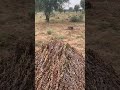Reached farm saw a cute gilhari #music #nature #littlevlog #cuteanimals