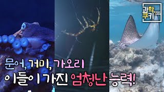 매우 신비로운 문어, 거미, 가오리의 미친 능력! 그런데 이걸 활용해본다면? | 다큐쿠키