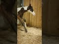 Welcome diabolik  bay tobiano colt horse newborn shorts