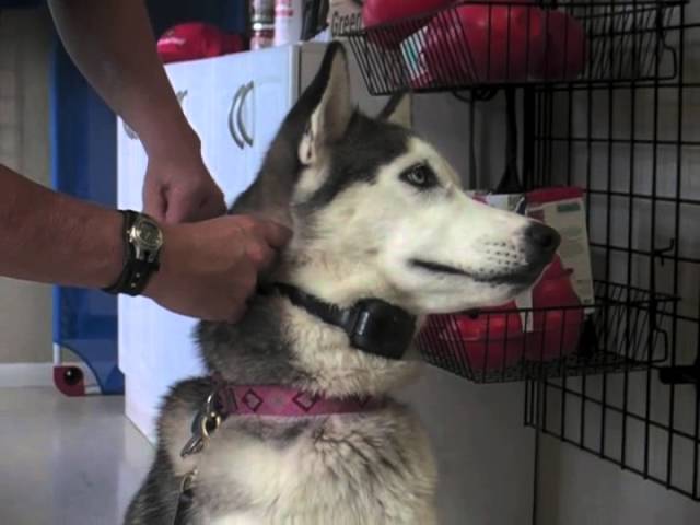 husky shaved from the neck down