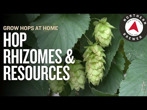 Video: Hopplanten in de achtertuin - waar hop wortelstokken te krijgen