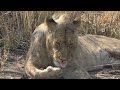 African Safari 2024 HD African Safari 2024 HD