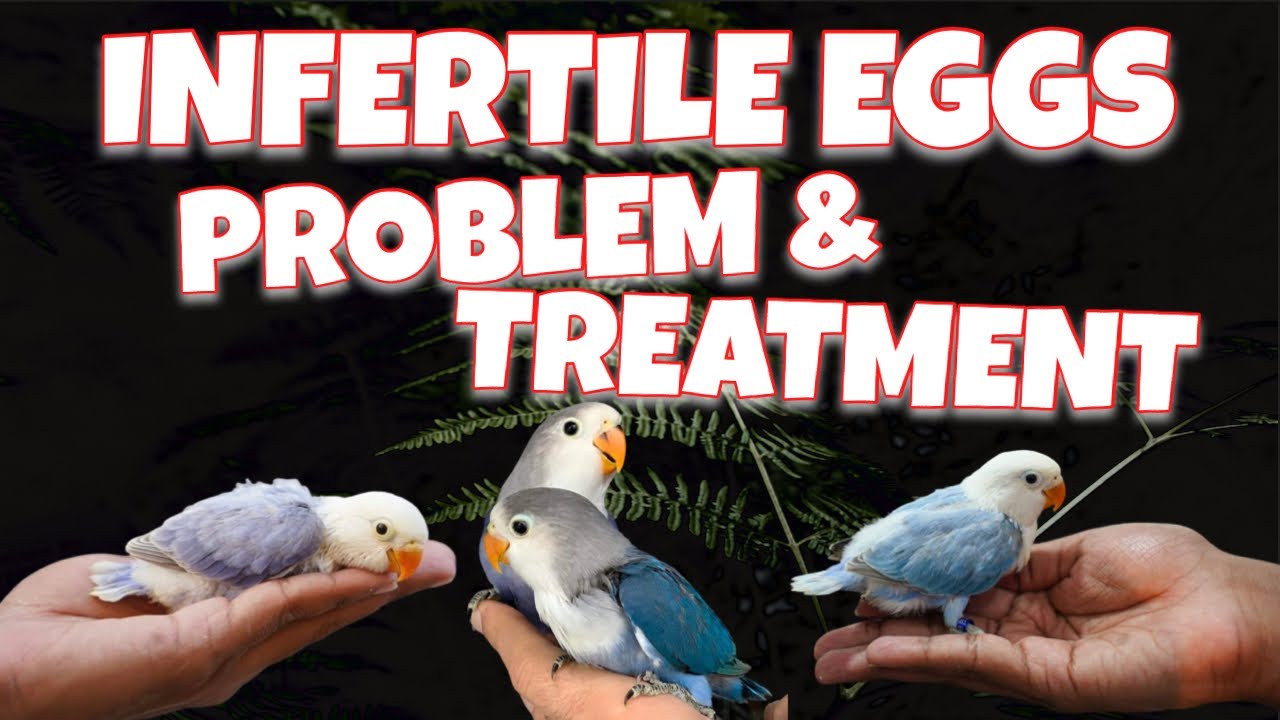 love birds infertile eggs treatment breeding issues zsaviary YouTube