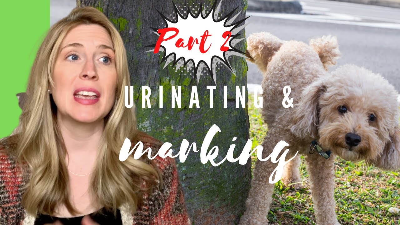 Tips For Dogs Who Mark In The House