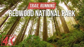 Jogging through the Redwood National and State Parks  4K Virtual Trail Running to a Fitness Music