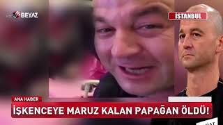 Download lagu İşkenceye maruz kalan papağan öldü İşkenceye maruz kalan papağan öldü