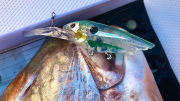 Trolling deep divers for Snapper: New technique (catch & clean)