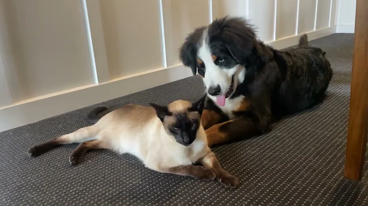 Video 4708151: siamese cat bathing, siamese cat dog