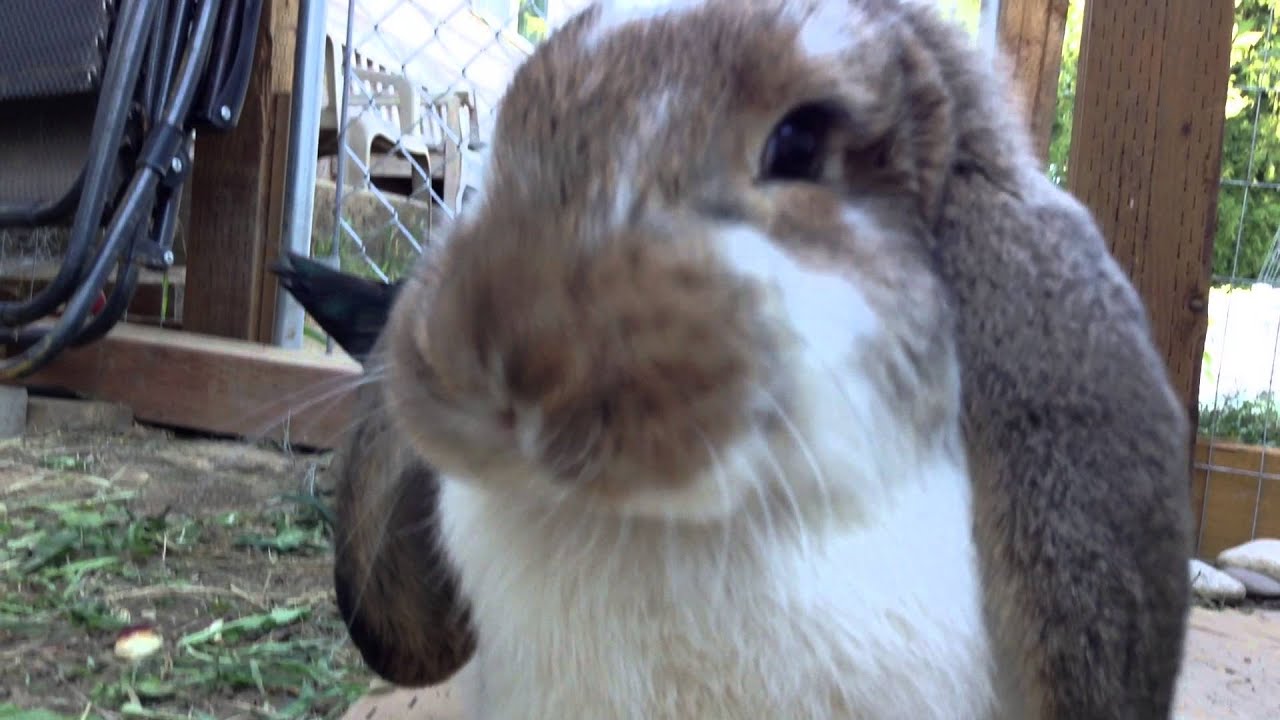 My French Lop Bunny "Atreau" Eating an Apple) YouTube