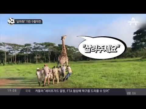 “살려줘!” 기린 구출작전