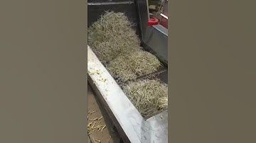 bean sprouts washing and shelling machine