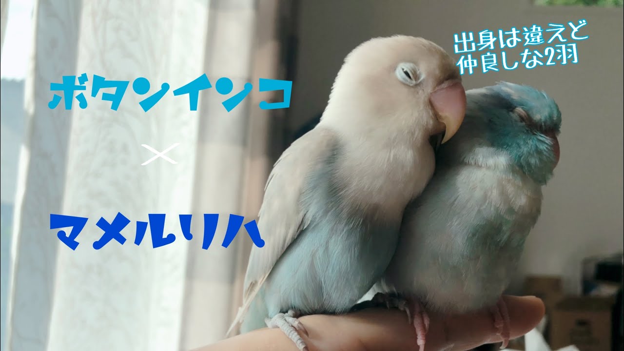 ボタンインコのもちとマメルリハ のこん Youtube