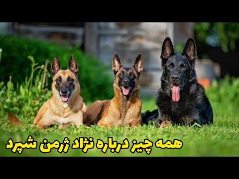 همه چیز درباره نژاد ژرمن شپرد