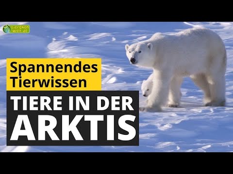 Wie überleben Tiere die eisige Kälte in der Arktis? - Tier-Doku für Kinder