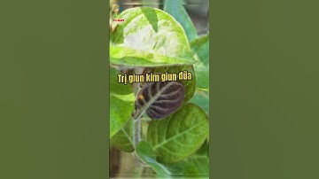 tác dụng của lá mơ lông chưa ai nói với bạn