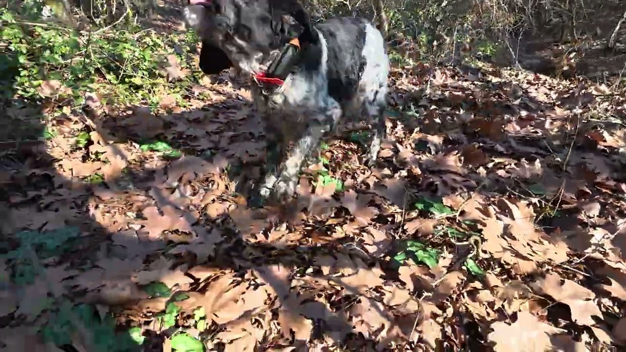 Εpagneul Breton: TIMUR & REGINA σωστή τουφεκιά !!!