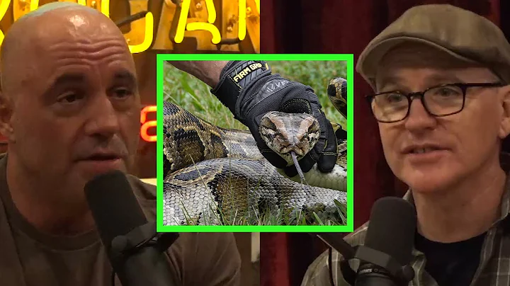 Joe Talks Pythons and Alligators with Greg Fitzsim...