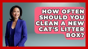How Often Should You Clean A New Cat