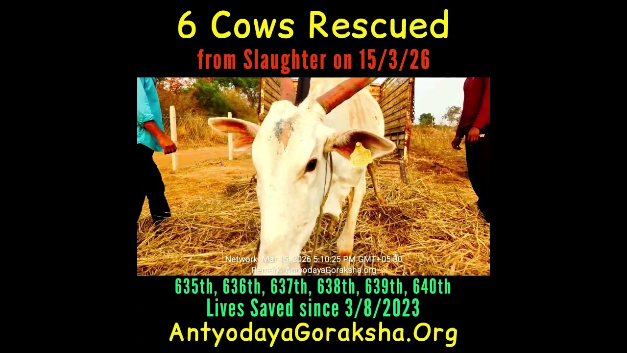 [15 Mar 2026] Six Cows Rescued 🎊