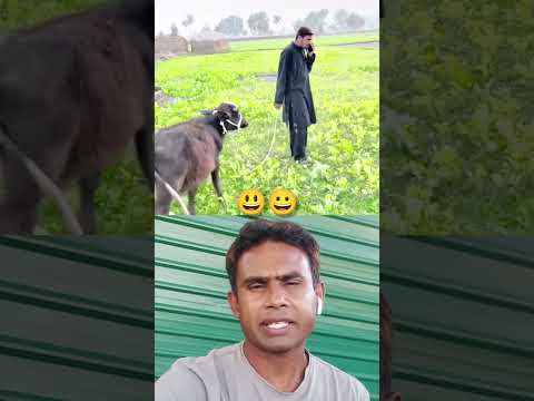 অনেক ভদ্রলোক #viral #funny #shortvideos #shorts