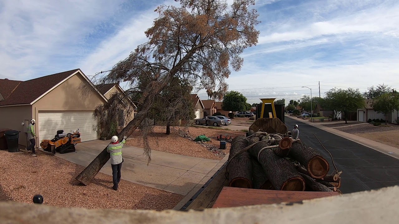 Dead Pine Tree Removal With Crane 1 Pick - YouTube