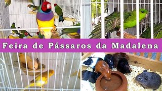 Feira de Aves e Animais da Madalena   #passaros #animaisdeestimação by DOCTV 4,385 views 10 days ago 5 minutes, 32 seconds