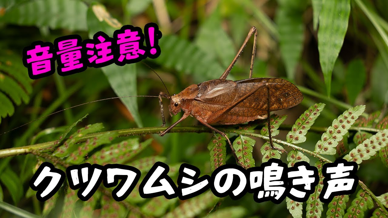 【音量注意】クツワムシの鳴き声【レヂヲのいきもの図鑑 #クツワムシ #昆虫 #鳴き声 #自然観察 】 - YouTube