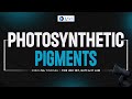 Complete Process Of Photosynthetic Pigments in Plants | CSIR NET Life Science