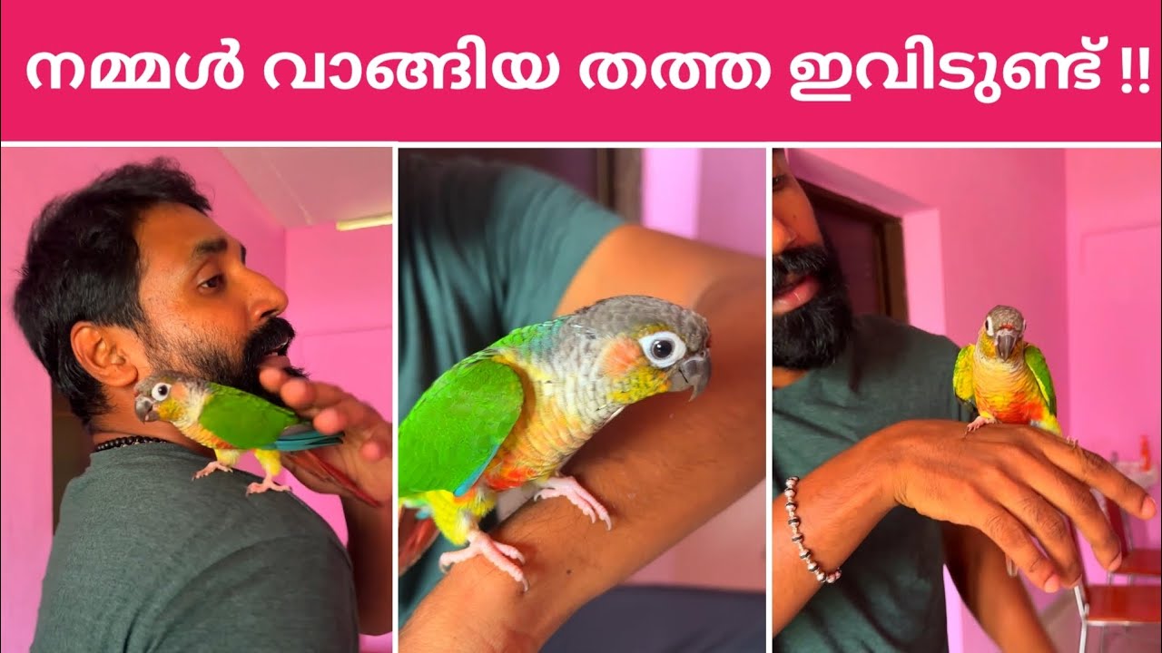 One Year Old Parrot | Yellow sided conure