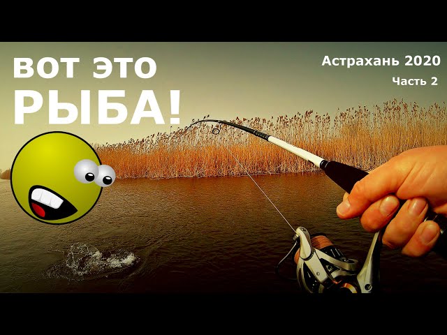 ВОТ это РЫБА! Рыбалка в Астрахани 2020. Часть 2