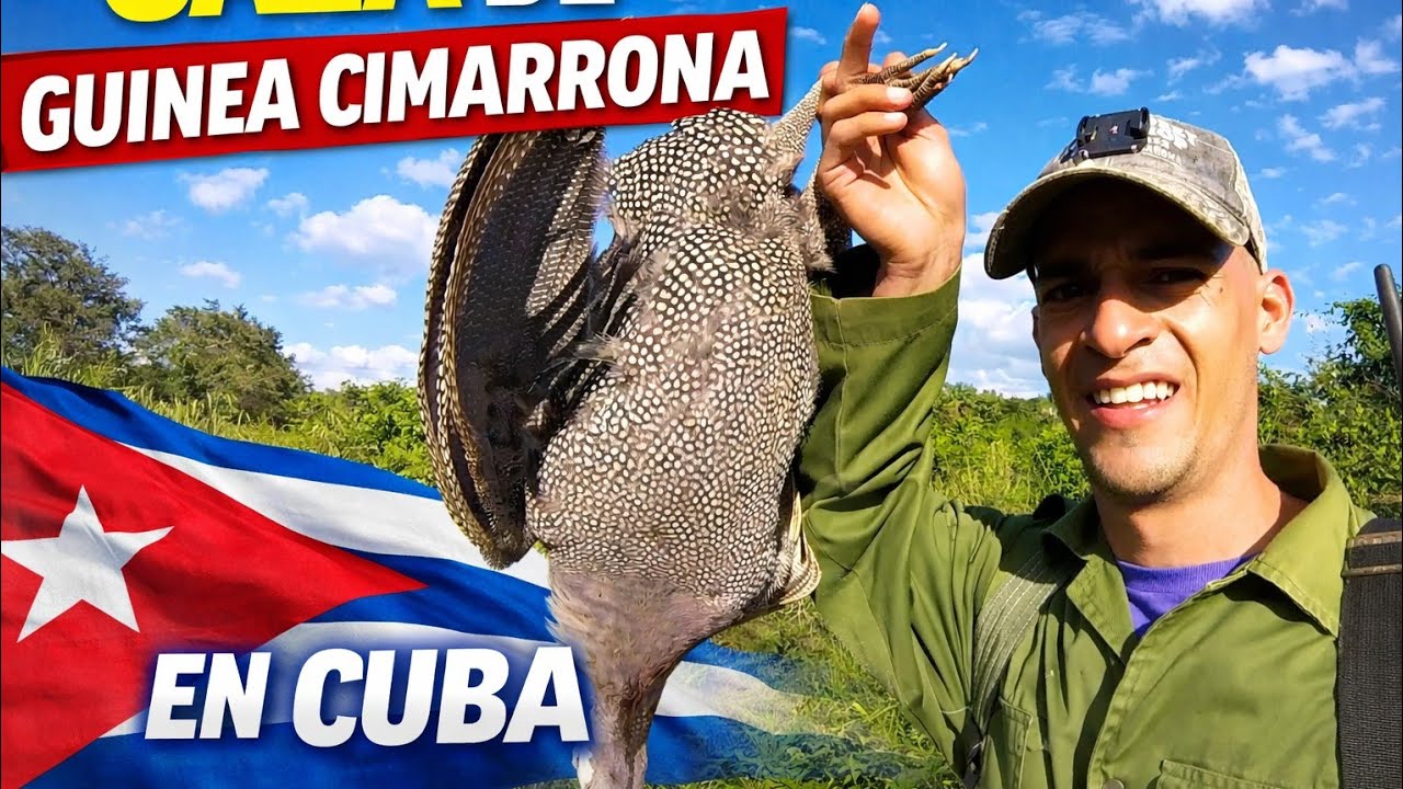 🇨🇺CACERIA de Guineas CIMARRONAS🇨🇺. #cazaconjoaco #hunting #caza #cazador 