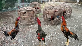 Download Lagu AYAM PAMA BK !! Ayam Aduan Yang Ditakuti Lawan Di Berbagai Daerah Di Indonesia MP3 Download Lagu AYAM PAMA BK !! Ayam Aduan Yang Ditakuti Lawan Di Berbagai Daerah Di Indonesia MP3