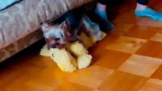 приколы с животными. ерк и игрушка. смешно. мама кормит дочь приколы с животными. ерк и игрушка. смешно. мама кормит дочь