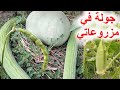 ماذا زرعت في هذا الموسم