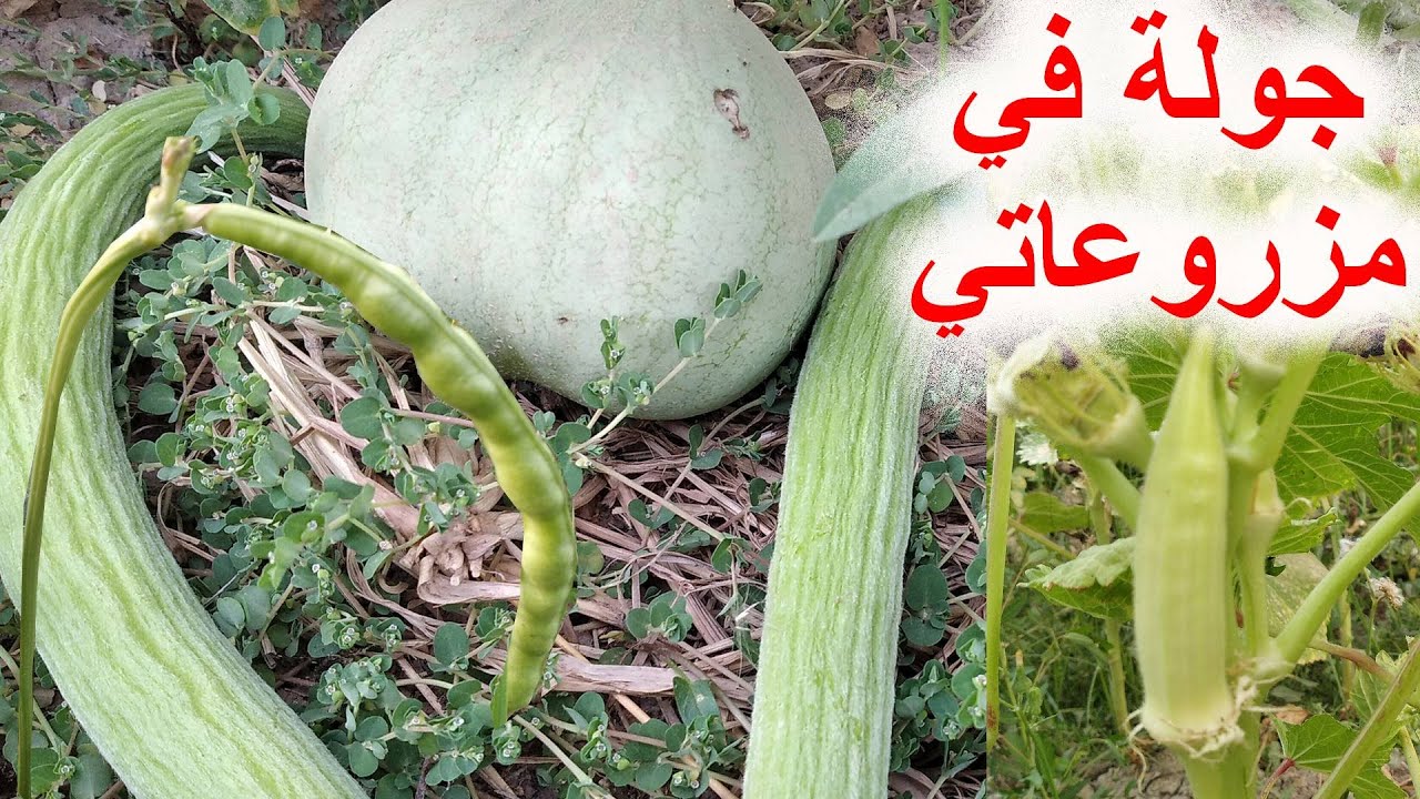 ماذا زرعت في هذا الموسم..؟؟