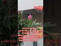 ఇవి ఎంత అందంగా ఉన్నాయో అంత ప్రమాదం#viral #flowers#kerala #dangerous