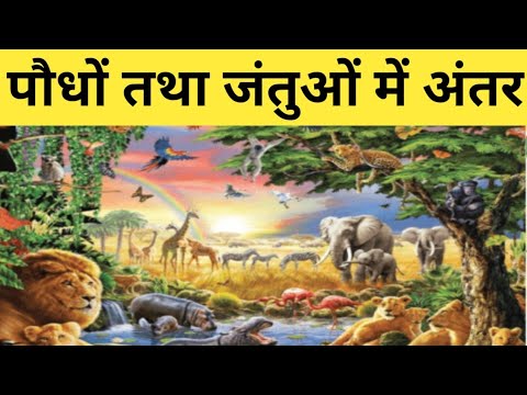 वीडियो: पौधे और जानवर के बीच अंतर क्या हैं?