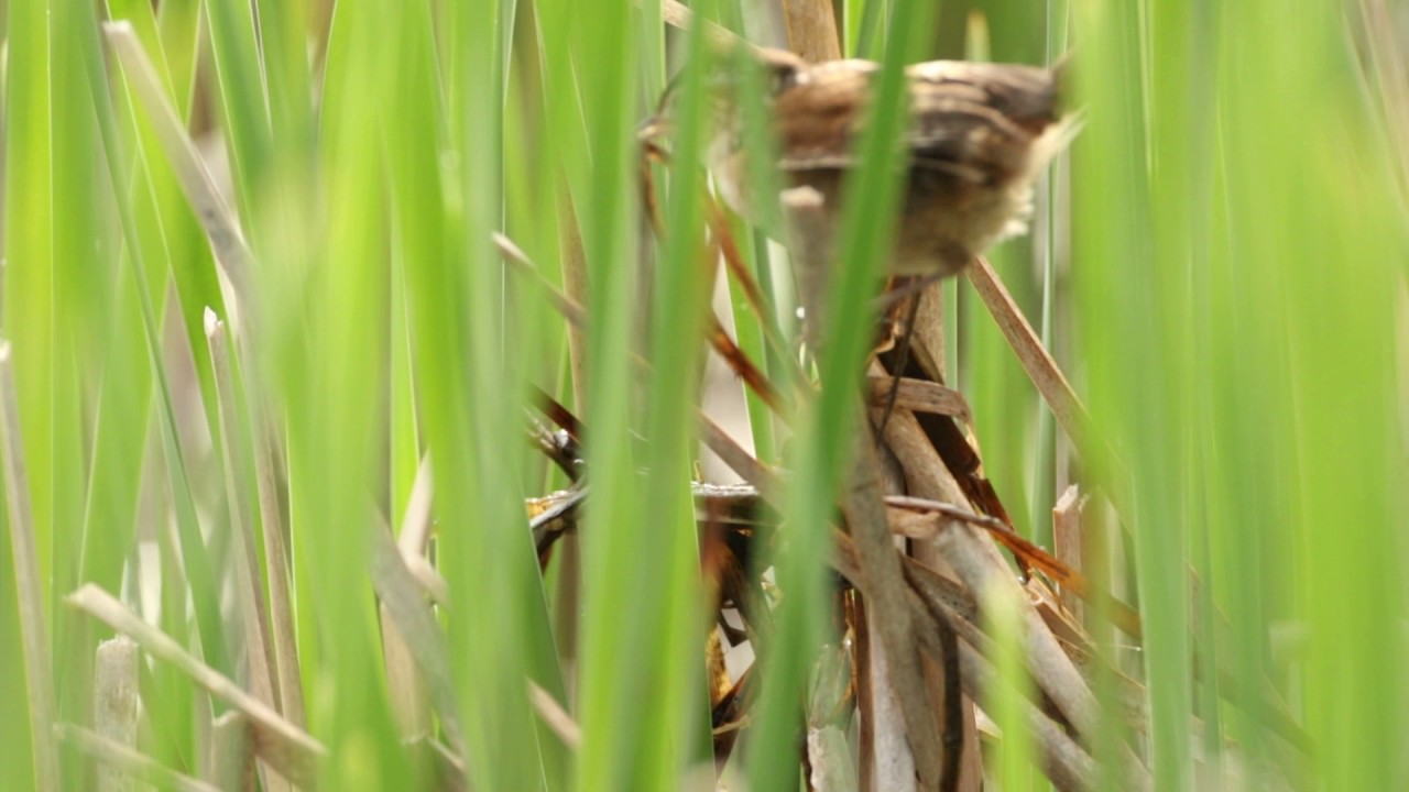 Marsh Wren building Nest 