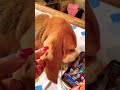 More cuddles please🐶🐾#beagle #shorts #viral #ytshorts #shortsviral #feedshorts
