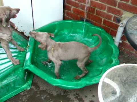 Britfeld Weimaraners ~ Hot Hot Hot for the A Gang....