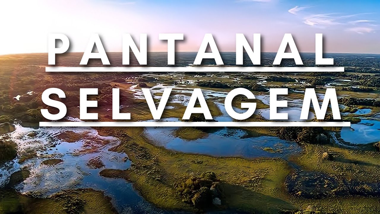 Pantanal Selvagem – Vida Animal | Documentário dublado HD