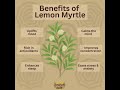 Benefits of Lemon Myrtle 