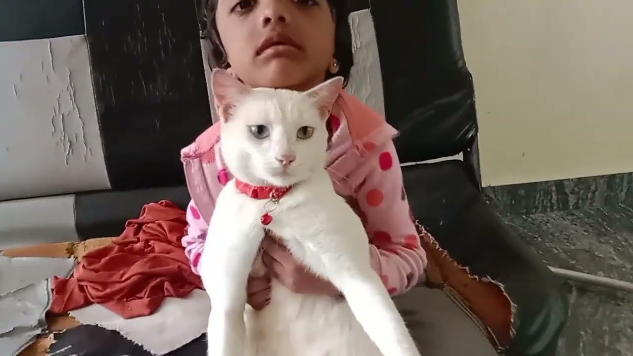 എന്റെ കുട്ടികളുടെ ടോമി പൂച്ച സാർ | Baby 's with Cat 