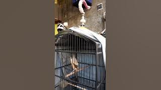 Cendet sogok ontong jawara