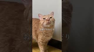 茶トラ猫の1日密着動画！爆走ランニング＆おやつおねだりがかわい